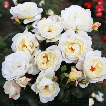 Rosa - hybride - Weisse Wolke - KORglerost