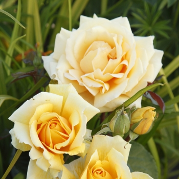 Rosa - hybride - Winter Sun® - korbatam