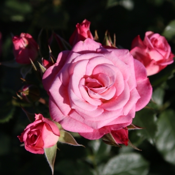 Rosa - hybride - Zenia® - KORelpusch