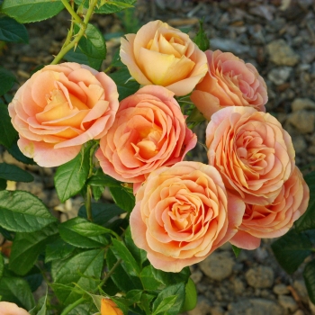 Rosa - hybride - Bengali® - KORbehati