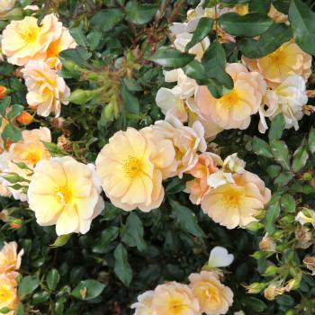 Rosa - hybride - Amber Sun® - korsoalgu