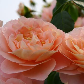 Rosa - hybride - Cervia® - Kormamtiza
