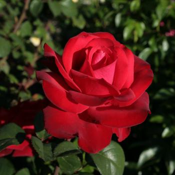Rosa - hybride - Grande Amore® - Korcoluma