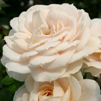 Rosa - hybride - Lions Rose® - Korvanaber