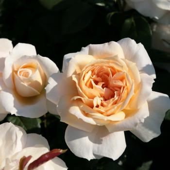Rosa - hybride - Lions Rose® - Korvanaber