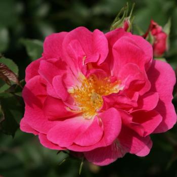 Rosa - hybride - Pink Emely® - Korselary
