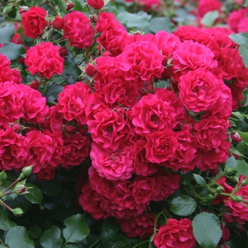 Rosa - hybride - Toscana® - Korstesgli