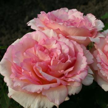 Rosa - hybride - Souvenir de Baden Baden® - Korsouba