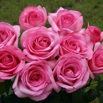 Rosa - hybride - Sweet Parole® - korspobux