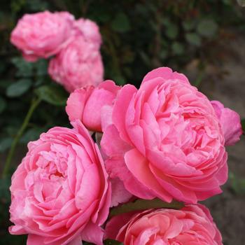 Rosa - hybride - Flora Colonia - kormahensi