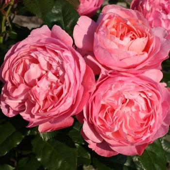 Rosa - hybride - Flora Colonia - kormahensi