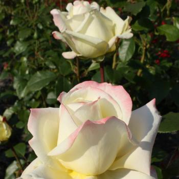 Rosa - hybride - Athena® - korcripoco