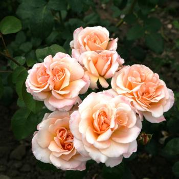 Rosa - hybride - Oh Happy Day® - Koroligeo