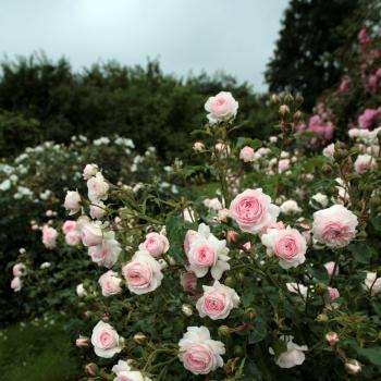 Rosa - hybride - Larissa® - Korbaspro