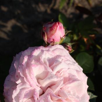 Rosa - Hybride - Jardins de Chaumont sur Loire - korglojaka