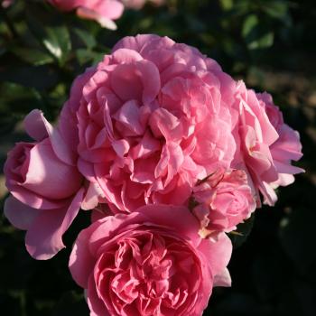 Rosa - hybride - Rosenfee® - Korapriber