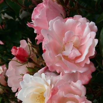 Rosa - hybride - Roseromantic® - korumneza