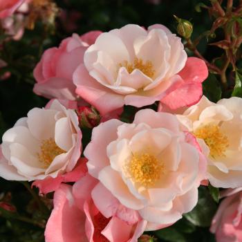 Rosa - hybride - Roseromantic® - korumneza