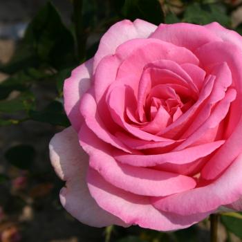 Rosa - hybride - Sweet Parole® - korspobux