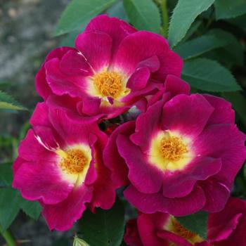Rosa - hybride - Naturen - korwedesi