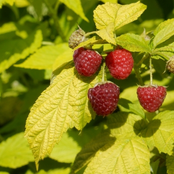 Rubus - idaeus - Groovy - Jdeboer005