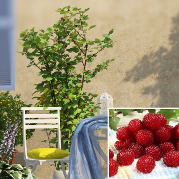 Rubus - crataegifolius - Raspberry Tower - Hara-Rasp