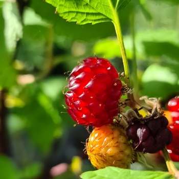 Rubus - idaeus - Raspberry Tower - Hararasp