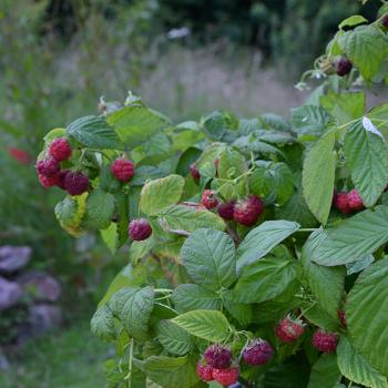 Rubus  - idaeus - Yummy - JdeBoer019