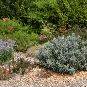 Salix - candida - Silver Nest - NL04