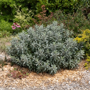 Salix - candida - Silver Nest - NL04