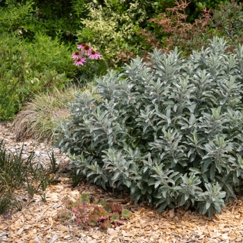 Salix - candida - Silver Nest - NL04