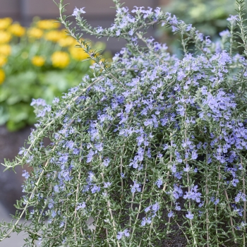 Salvia - rosmarinus - Blue Cascade - Lowros3