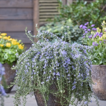 Salvia - rosmarinus - Blue Cascade - Lowros3