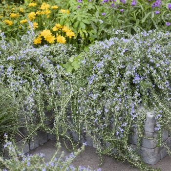 Salvia - rosmarinus - Blue Cascade - Lowros3