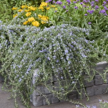 Salvia - rosmarinus - Blue Cascade - Lowros3