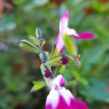 Salvia - greggii - Cherry Lips - DYSCERI