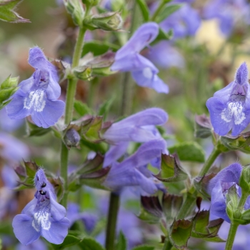 Salvia - coccinea - Blue - DWSalHybSABL001