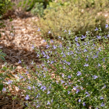 Salvia - coccinea - Blue - DWSalHybSABL001