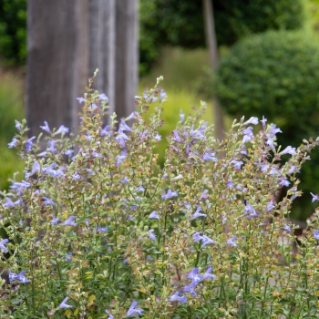 Salvia - coccinea - Blue - DWSalHybSABL001