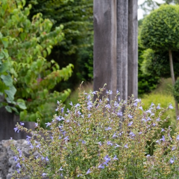 Salvia - coccinea - Blue - DWSalHybSABL001