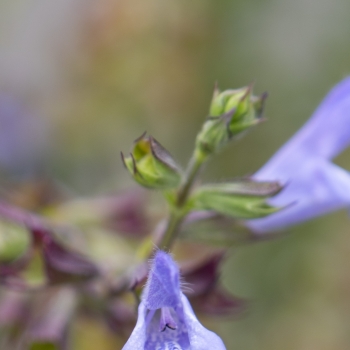 Salvia - coccinea - Blue - DWSalHybSABL001