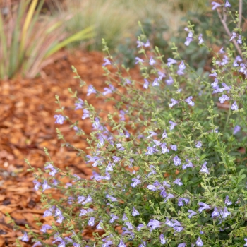 Salvia - coccinea - Blue - DWSalHybSABL001