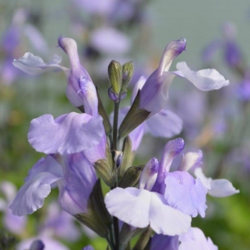 Salvia - microphylla - So Cool Pale Blue - COV
