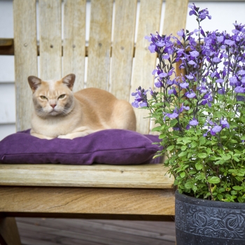 Salvia - microphylla - So Cool Pale Blue - COV