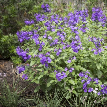 Salvia - microphylla - So Cool Purple - COV