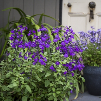 Salvia - microphylla - So Cool Purple - COV