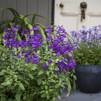 Salvia - microphylla - So Cool Purple - COV