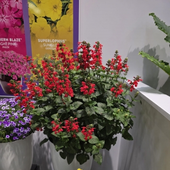 Salvia - hybride - Super Red  - DWSalhyb03