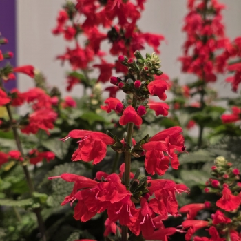 Salvia - hybride - Super Red  - DWSalhyb03