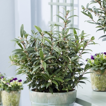 Sarcococca - hookeriana - Purple Gem - PURPLERIJ1
